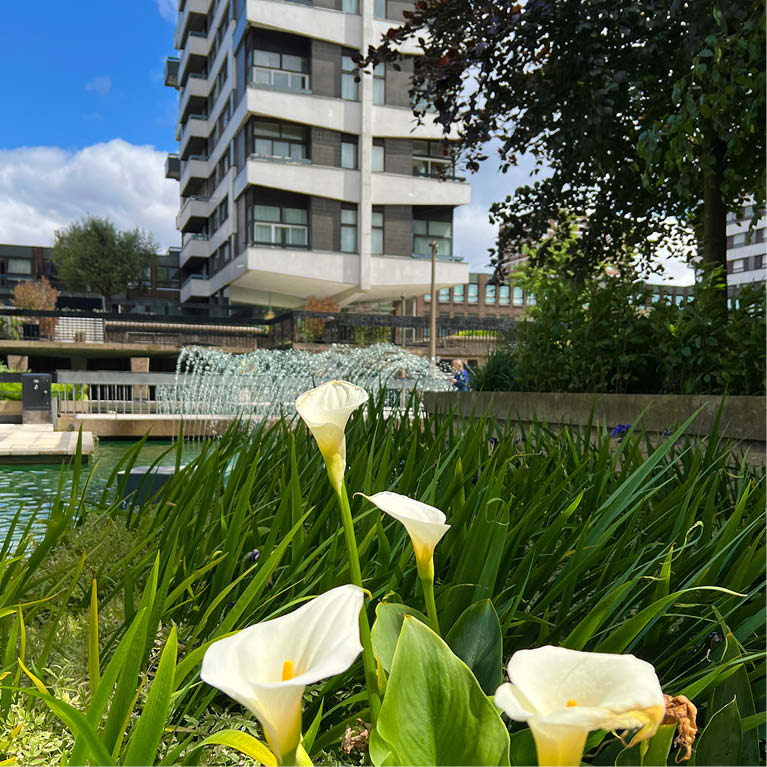 water gardens