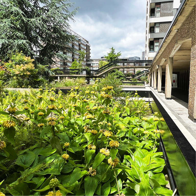 The blooming Phlomis adds a vibrant touch to the naturalistic planting scheme of this green roof corner, which sits on a mere 23cm of substrate. The towering cedar tree on the rooftop, encircled by water, blends in with the dramatic sky above.