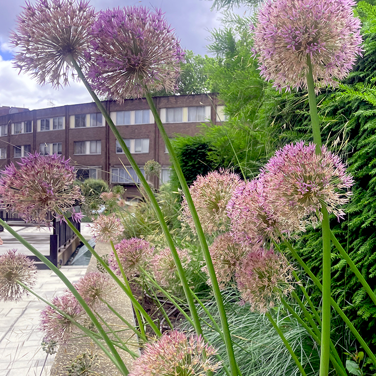 Aliums giving way to the next season of plants but their beautiful heads should be kept to offer food for birds