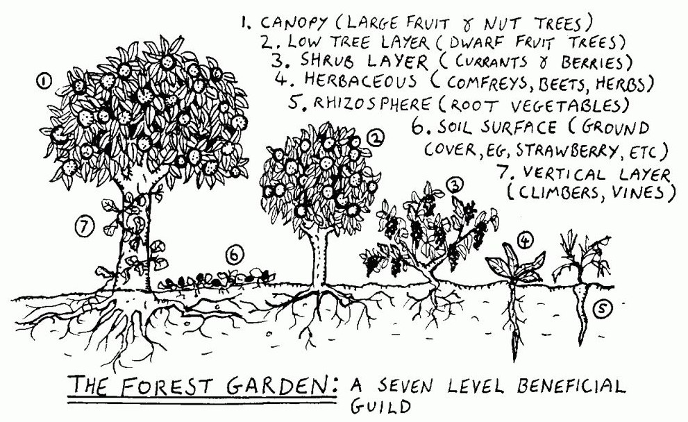 Medicinal Forest Gardens