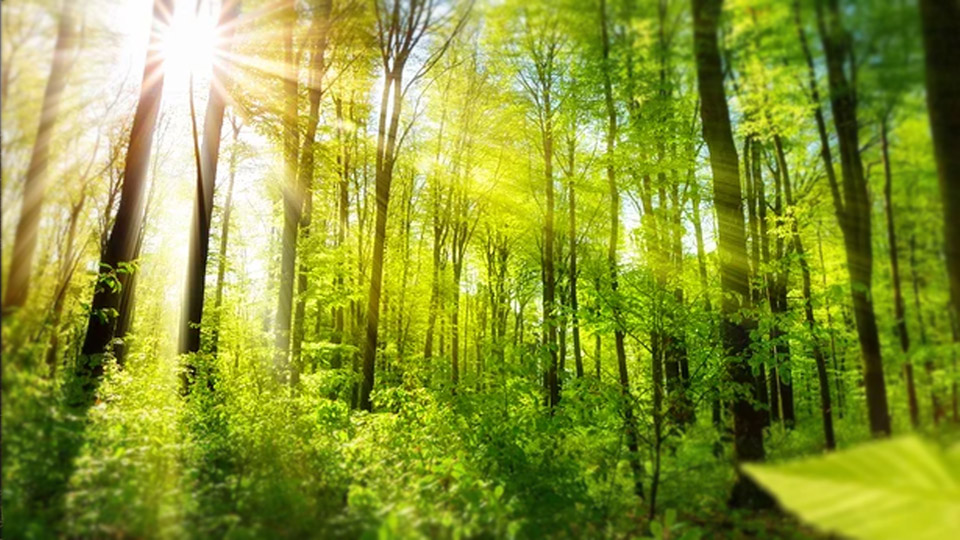 medicinal forest gardnes