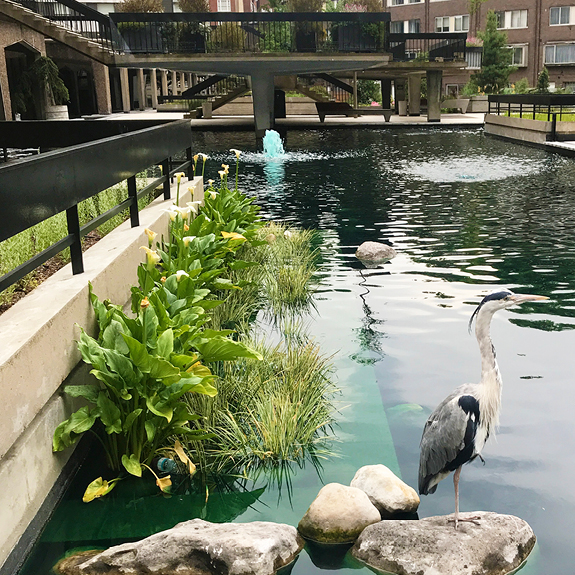 The Water Gardens